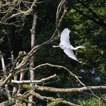 Blackwater Eco Pods Villierstown Buitenkant foto